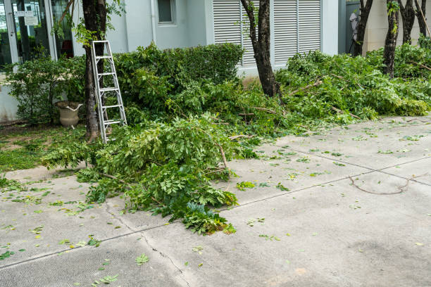 Reliable Isla Vista, CA  Tree Services Solutions