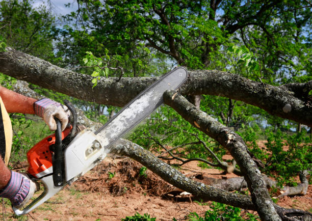 How Our Tree Care Process Works  in  Isla Vista, CA